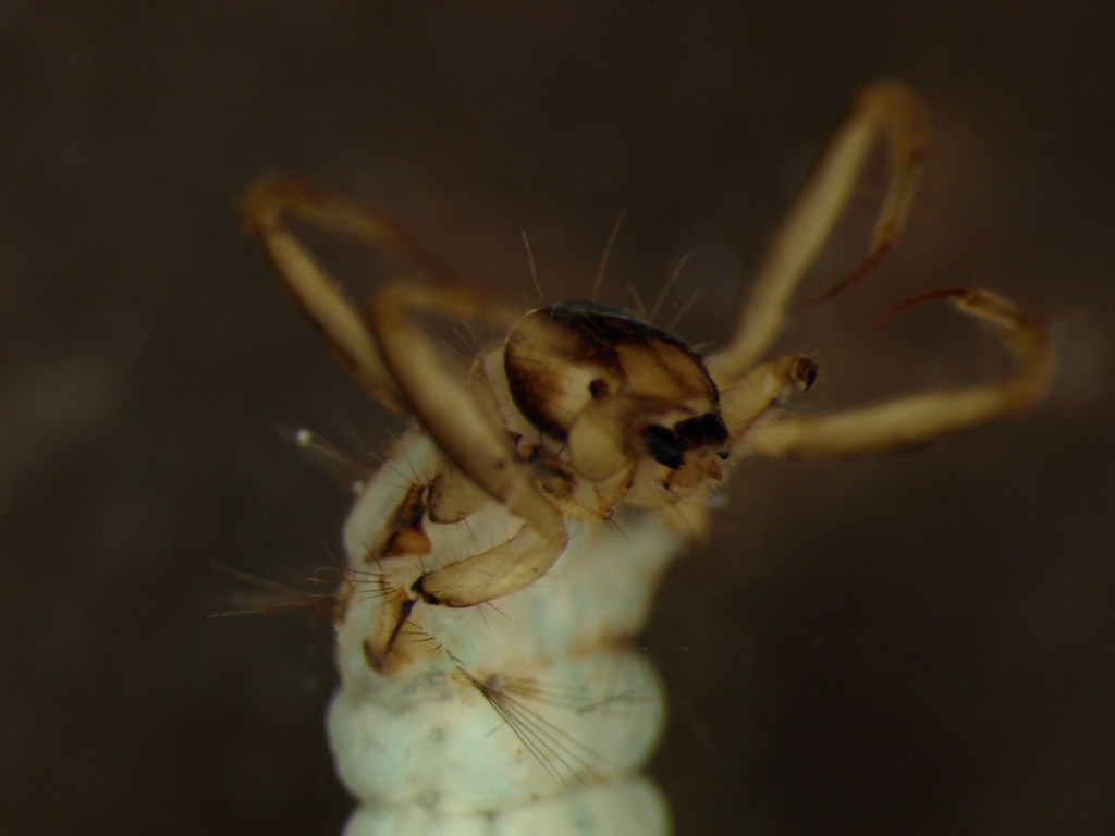 Brachycentrus subnubilus 1